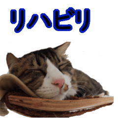 [LINEスタンプ] 猫リハスタンプver2の画像（メイン）
