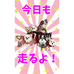 [LINEスタンプ] チワワんず♥