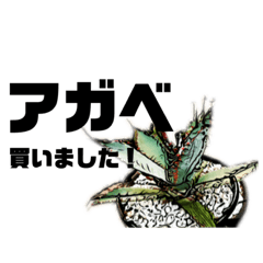 [LINEスタンプ] 多肉植物関連スタンプ