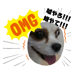 [LINEスタンプ] 愛犬パキラ2