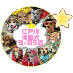 [LINEスタンプ] 保護犬・江戸川多頭崩壊85っ子の暖かい冬