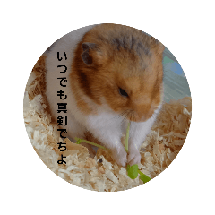[LINEスタンプ] ゴールデンハムスター ゴルハム