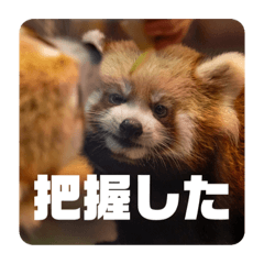[LINEスタンプ] レッサーパンダず3