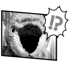 [LINEスタンプ] とらこのとらこ①