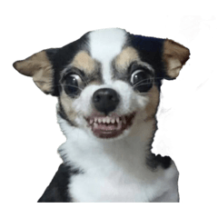 [LINEスタンプ] チワワのめいちゃん 第3弾 変顔の画像（メイン）