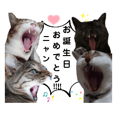 [LINEスタンプ] 横山家のお猫様5イベント用