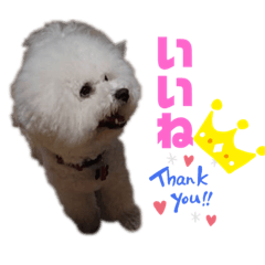 [LINEスタンプ] チャチャ クー ムー愉快な3匹