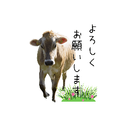 [LINEスタンプ] 牛たちの日々
