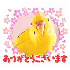 [LINEスタンプ] 可愛いインコズ