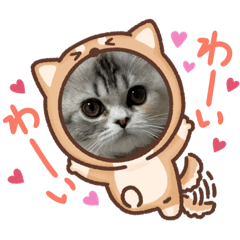 [LINEスタンプ] 毛玉怪獣つな猫スタンプ1