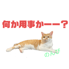 [LINEスタンプ] のんぴちゃんのスタンプ！！第一弾