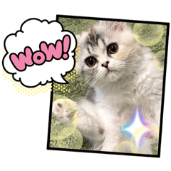 [LINEスタンプ] 毛玉怪獣つな猫スタンプ2