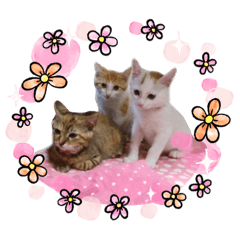 [LINEスタンプ] かりんと愉快な仲間たち♪(猫・ねこ・ネコ)