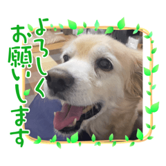 [LINEスタンプ] 姫ちゃん2021