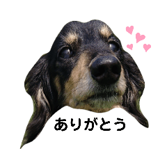 [LINEスタンプ] ダックスこじぃの日常④