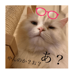 [LINEスタンプ] 愛猫♡日常スタンプ2