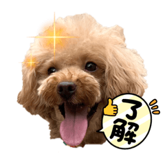 [LINEスタンプ] 毎日使える⭐️【モデル犬】トイプードル