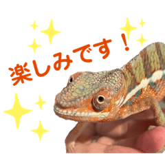 [LINEスタンプ] パンサーカメレオンのバルくん②
