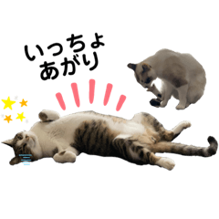 [LINEスタンプ] もちねむの日常1