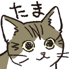 [LINEスタンプ] キジ白ハチワレたま