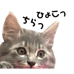 [LINEスタンプ] ふうたそすたんぷ
