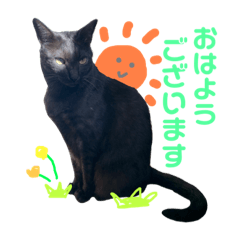 [LINEスタンプ] すーさんちの猫