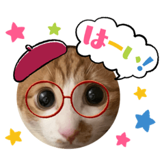 [LINEスタンプ] 茶白猫むむ普段使い