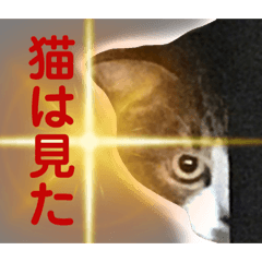 [LINEスタンプ] 猫のサブちゃんの画像（メイン）