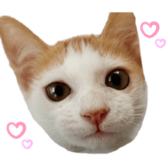 [LINEスタンプ] ゆずゆずスタンプ。。