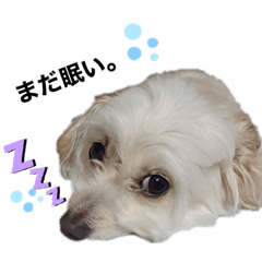 [LINEスタンプ] アタシはコハルですぅ。