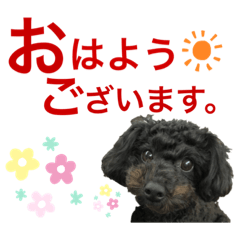 [LINEスタンプ] トイプのモコちゃん