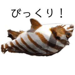 [LINEスタンプ] 魚三昧ver11