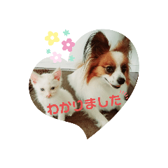[LINEスタンプ] 犬＆猫 敬語シリーズパートII