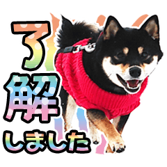 [LINEスタンプ] 黒柴犬 の ♡ 敬語 ♡ スタンプ02 豆柴 凛