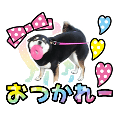 [LINEスタンプ] 黒柴犬 の ♡ 敬語 ♡ スタンプ03 豆柴 凛