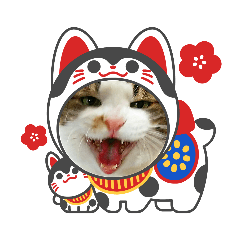 [LINEスタンプ] うちの三毛＆黒猫♪の画像（メイン）