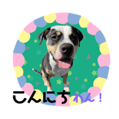 [LINEスタンプ] ピットブルのちゅら