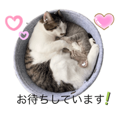 [LINEスタンプ] しらたまさんとこんにゃく①