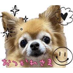 [LINEスタンプ] 仕事帰りに使うチワワスタンプ