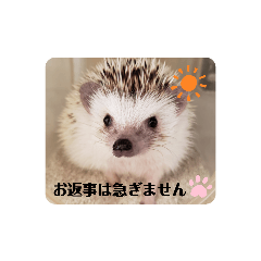 [LINEスタンプ] わがやのハリネズミ