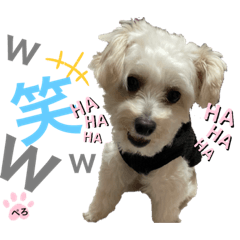 [LINEスタンプ] ぺろ_①