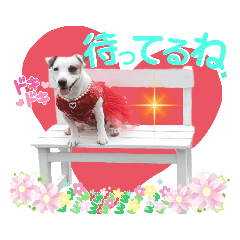 [LINEスタンプ] 愛犬♡ハナコのスタンプ16☆