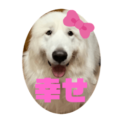 [LINEスタンプ] はなこ、さくら、にこ 1