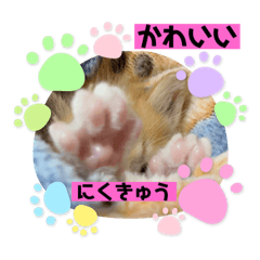 [LINEスタンプ] チャトラ生後3週目～5週目