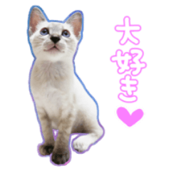 [LINEスタンプ] 図書館猫のしらたまちゃん