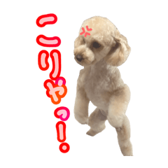 [LINEスタンプ] ウチの大きいプードル。