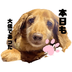 [LINEスタンプ] ぶぶぞぅa