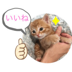 [LINEスタンプ] 甘えん坊キング茶トラ猫シータの画像（メイン）