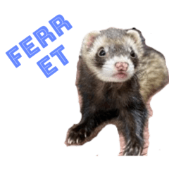 [LINEスタンプ] My  ferret