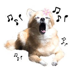 [LINEスタンプ] チワワのポポさん5